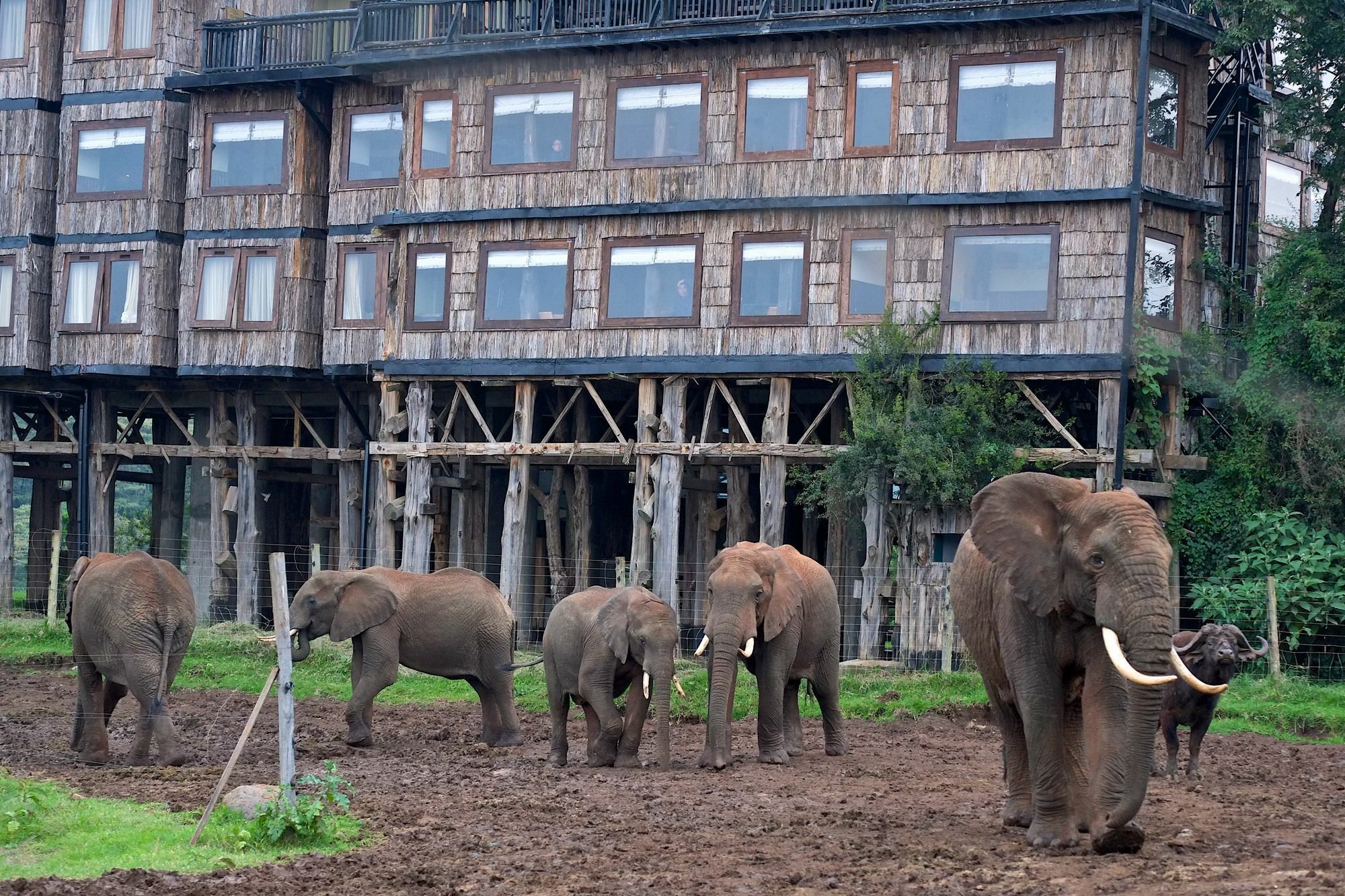 Treetops Mweiga Bagian luar foto